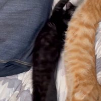茶トラ猫に背を向けるように寝返りをうつ黒猫