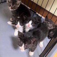 5匹の子猫のアップ