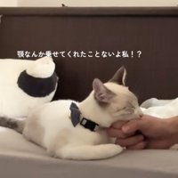 握られた手の上にアゴを乗せている猫