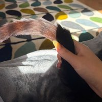 猫のしっぽ