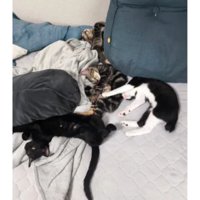 寝ている子猫たち
