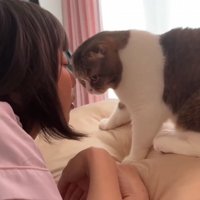 飼い主が枕に戻るのを防ぐ猫