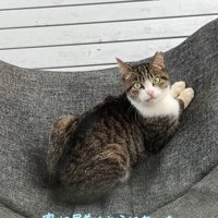 座って振り向く猫