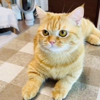 カーペットの上でスフィンクス座りするミックス猫