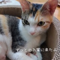 爪とぎに乗る猫