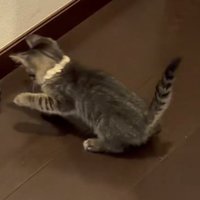 手を伸ばす猫