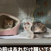 ベッドの中の猫