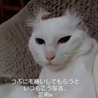 虚無顔の猫