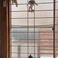 障子の枠に登る子猫たち