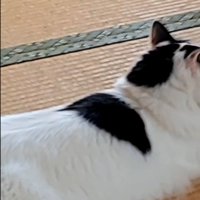 畳でくつろぐ猫のお腹