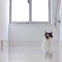 ひょっこり顔出し