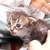 鳴く姿(ななめ)