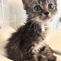 おすわりする子猫