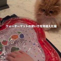 マットを触る手、見つめる猫