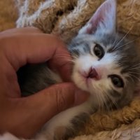 あごをなでられている子猫
