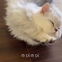 床に横になって伸びをする子猫