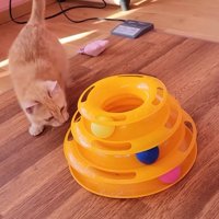 おもちゃを狙う子猫