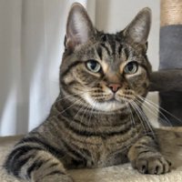 くつろぐ猫