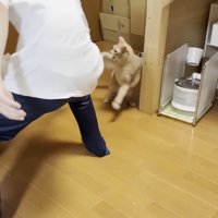 息子さん（画像左半分）にパンチを繰り出す猫ちゃん