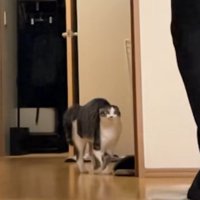 飼い主についていく興奮気味の猫