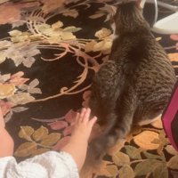 猫の尻尾に手を伸ばす赤ちゃん
