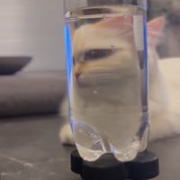 ペットボトル越しに左目が大きく見える猫