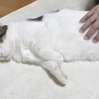 お腹をなでなで