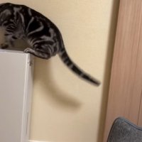 空気清浄機に乗った猫1