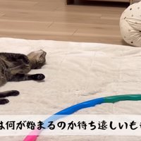 寝そべりながら待っている猫