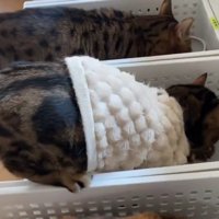 ごはんを食べる猫