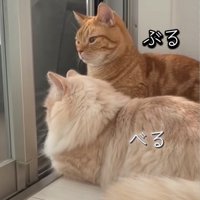 窓の外を眺める2匹の猫