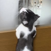 一緒に遊ぶラガマフィンと子猫