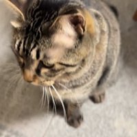 座る猫