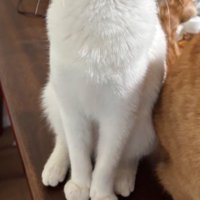 ふっくらした体