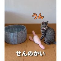 猫とおもちゃ