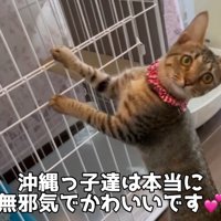 立ち上がる猫