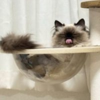 キャットタワーにいる猫