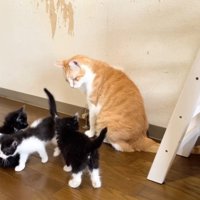 茶トラ白猫のそばに集まる子猫たち