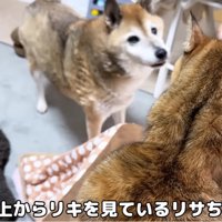 おこたのお上から降りてこないリサちゃん