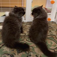 室内にいる猫たち