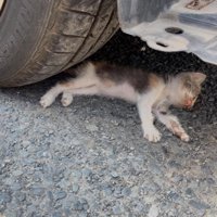 車の下で倒れている子猫