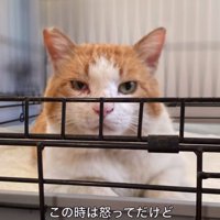 こちらを見つめる猫