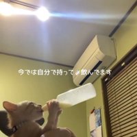 哺乳瓶を前足で持ってミルクを飲む子猫