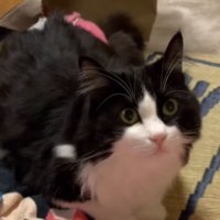 赤ちゃんの隣で飼い主を見上げる猫