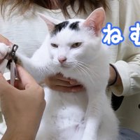 眠そうな猫
