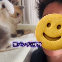 弟に向かって手を振り上げる三毛猫