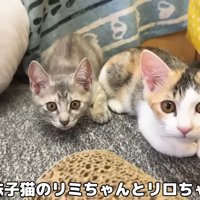 2匹の子猫