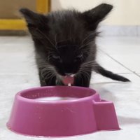 ミルクを飲む子猫