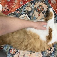 お腹をなでられる猫