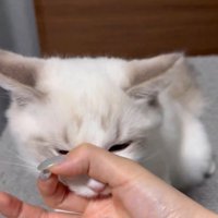 女性が作った指の輪に顔を入れる猫